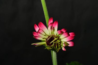 Koyu arkaplanda güzel parlak bir çiçek 