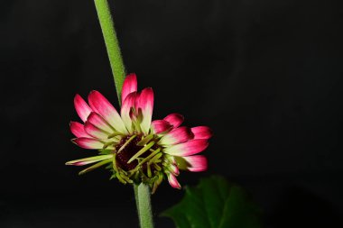 Koyu arkaplanda güzel parlak bir çiçek 