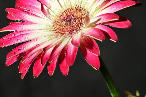 beautiful bright flower on dark background
