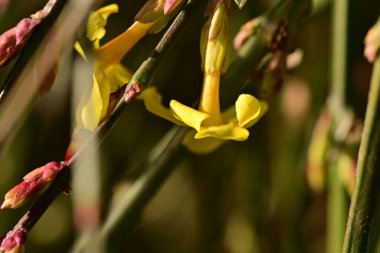 Ağaçta yetişen sarı çiçekler