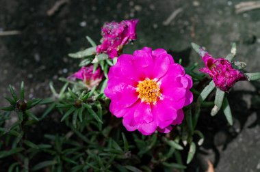 Bahçede açan güzel çiçekler, yakın.