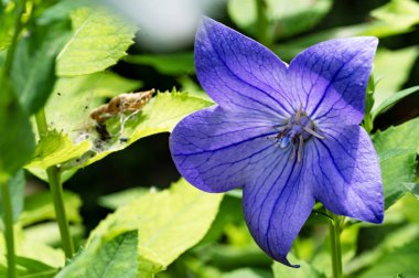 Güzel, parlak çiçek açıyor, kapat.