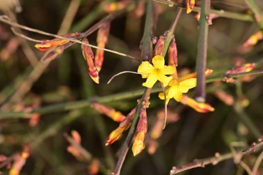 Ağaçta yetişen sarı çiçekler