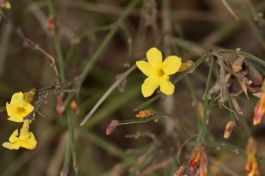 Ağaçta yetişen sarı çiçekler