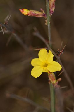 Ağaçta yetişen sarı çiçekler