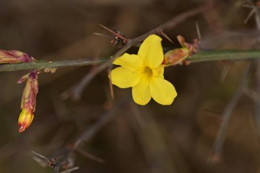 Ağaçta yetişen sarı çiçekler