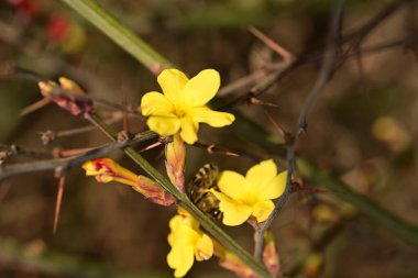 Sarı çiçeklerin üzerinde oturan arı, kapat manzarayı