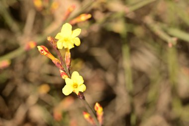 Ağaçta yetişen sarı çiçekler