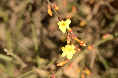Ağaçta yetişen sarı çiçekler