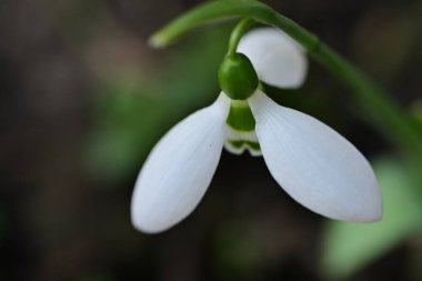 Bahçede yetişen güzel çiçek. 