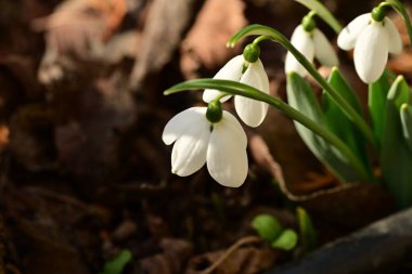 Güzel kardamlaları çiçek açıyor, kapat