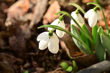 Güzel kardamlaları çiçek açıyor, kapat