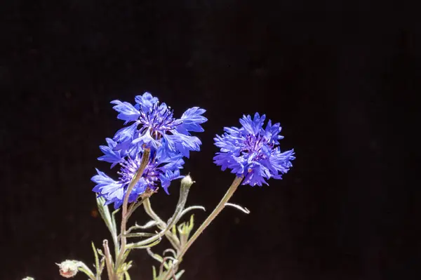 blue flowers on dark background