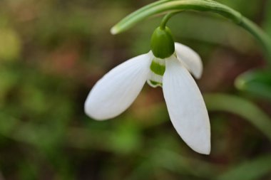 Bahçede yetişen güzel çiçek. 