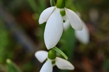 Güzel kardamlaları çiçek açıyor, kapat