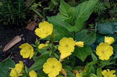 Bahçede açan güzel çiçekler, yakın.
