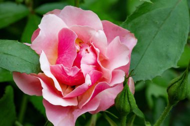 Güzel parlak gül çiçeği, kapat