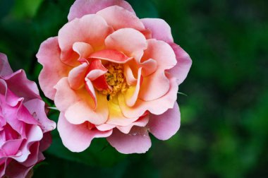 Güzel, parlak çiçek açıyor, kapat.