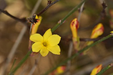 bahçede büyüyen güzel parlak çiçek 