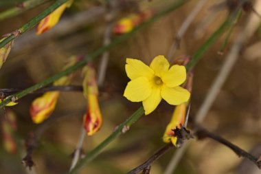 Ağaçta yetişen sarı çiçekler