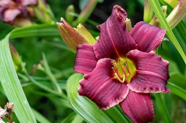 Güzel, parlak çiçek açıyor, kapat.