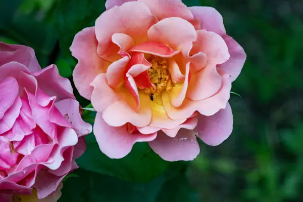 Bahçede açan güzel çiçekler, yakın.