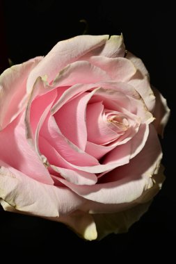 Güzel parlak gül çiçeği, kapat