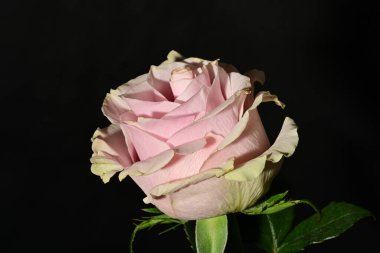 Güzel parlak gül çiçeği, kapat