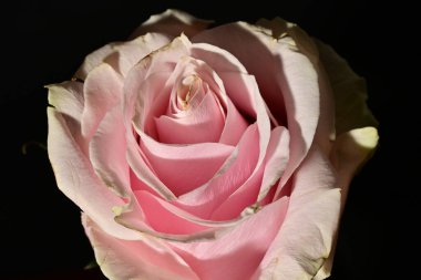 Güzel parlak gül çiçeği, kapat