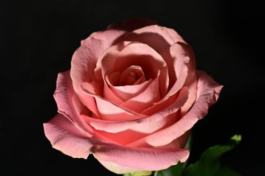 Güzel parlak gül çiçeği, kapat