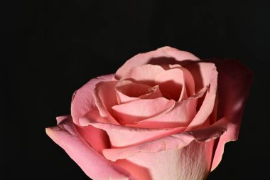 Güzel parlak gül çiçeği, kapat