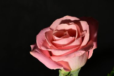 Güzel parlak gül çiçeği, kapat