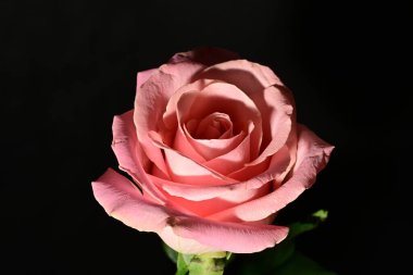 Güzel parlak gül çiçeği, kapat