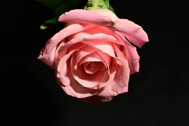 Güzel parlak gül çiçeği, kapat