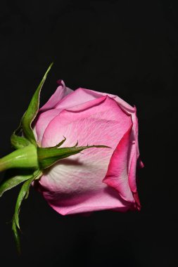 Güzel parlak gül çiçeği, kapat