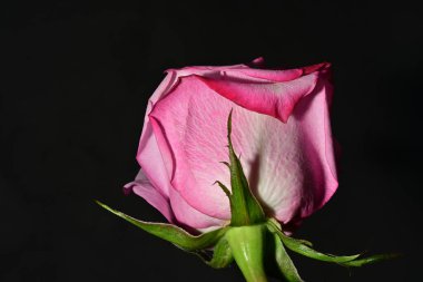 Güzel parlak gül çiçeği, kapat