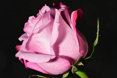 Güzel parlak gül çiçeği, kapat