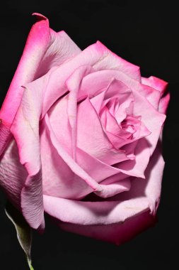 Güzel parlak gül çiçeği, kapat