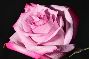 Güzel parlak gül çiçeği, kapat