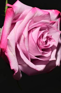 Güzel parlak gül çiçeği, kapat