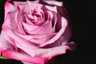 Güzel parlak gül çiçeği, kapat