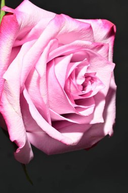 Güzel parlak gül çiçeği, kapat