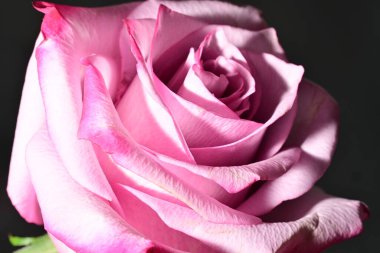 Güzel parlak gül çiçeği, kapat