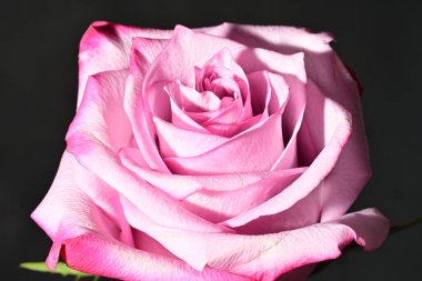 Güzel parlak gül çiçeği, kapat