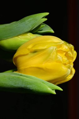 Güzel, parlak lale çiçeği, kapat