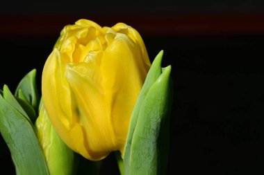 Güzel, parlak lale çiçeği, kapat