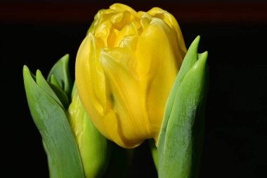 Güzel, parlak lale çiçeği, kapat