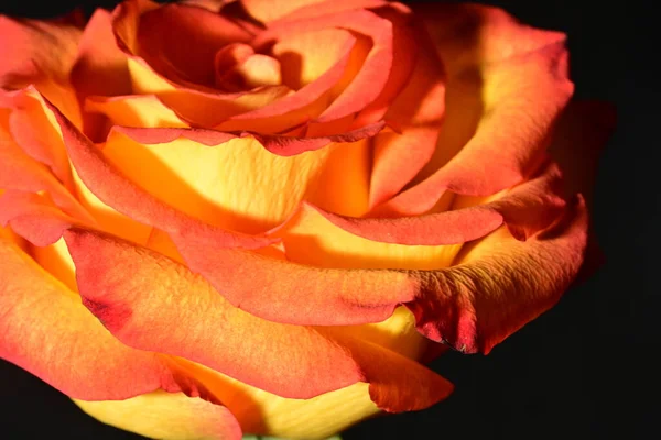 Güzel parlak gül çiçeği, kapat