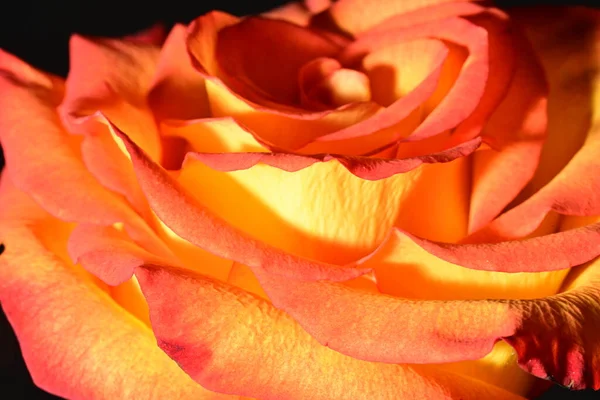 Güzel parlak gül çiçeği, kapat