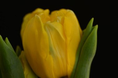 Güzel, parlak lale çiçeği, kapat